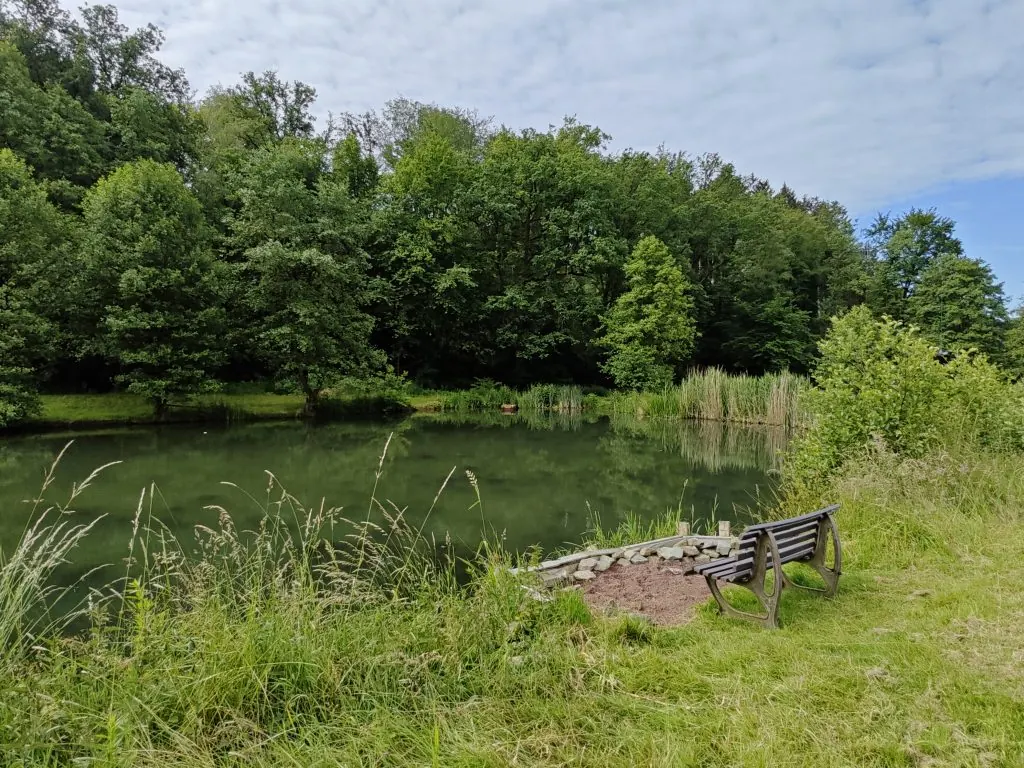 Grünes Ufer und Bäume an einem unserer Vereinsteiche